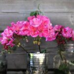 Gerani fioriti in un giardino soleggiato, simbolo di cura e bellezza estiva.