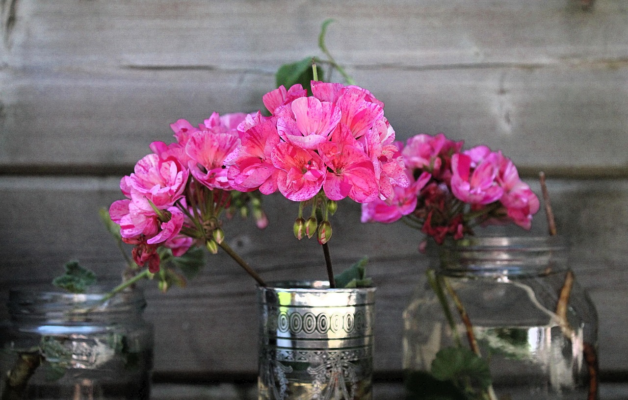 Gerani fioriti in un giardino soleggiato, simbolo di cura e bellezza estiva.