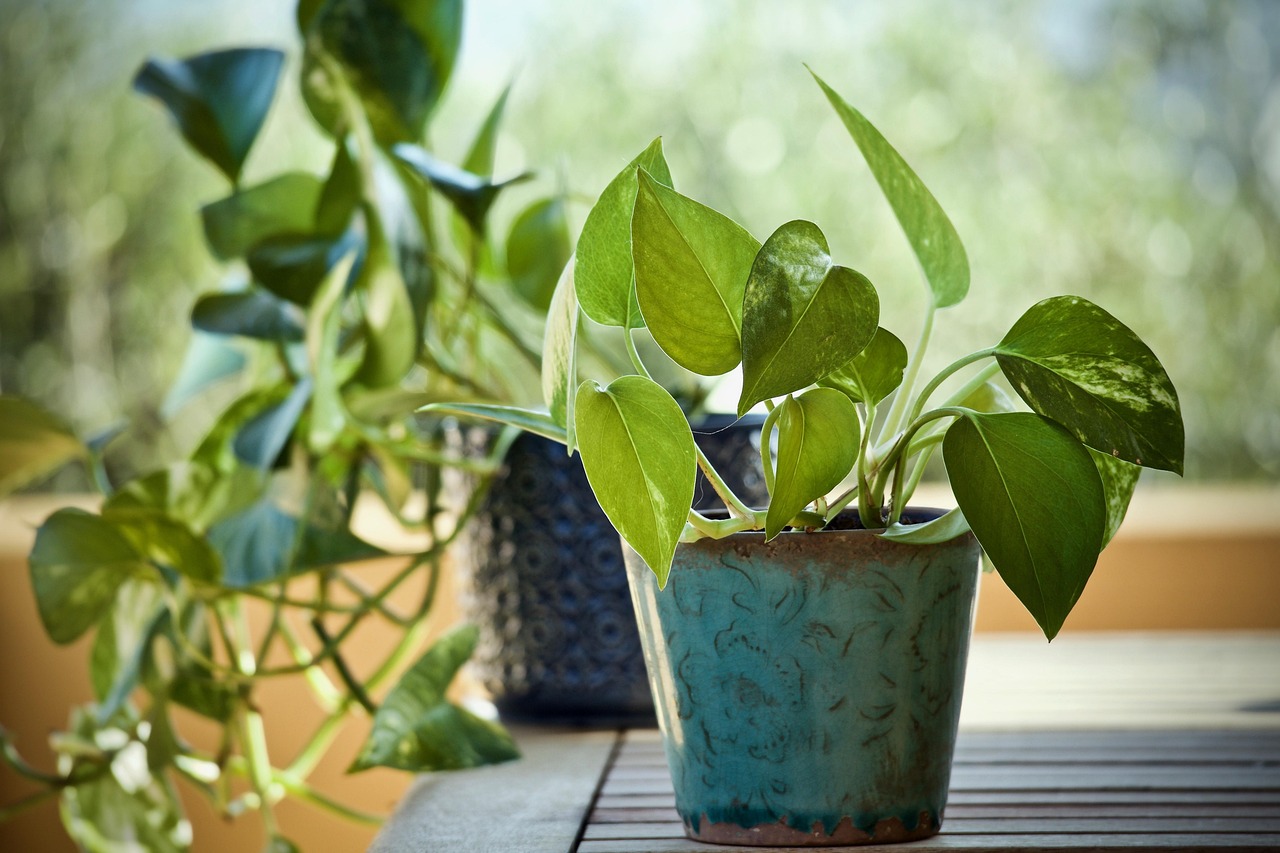 Pothos verde rigoglioso in un vaso, posizionato in un angolo luminoso di un soggiorno.