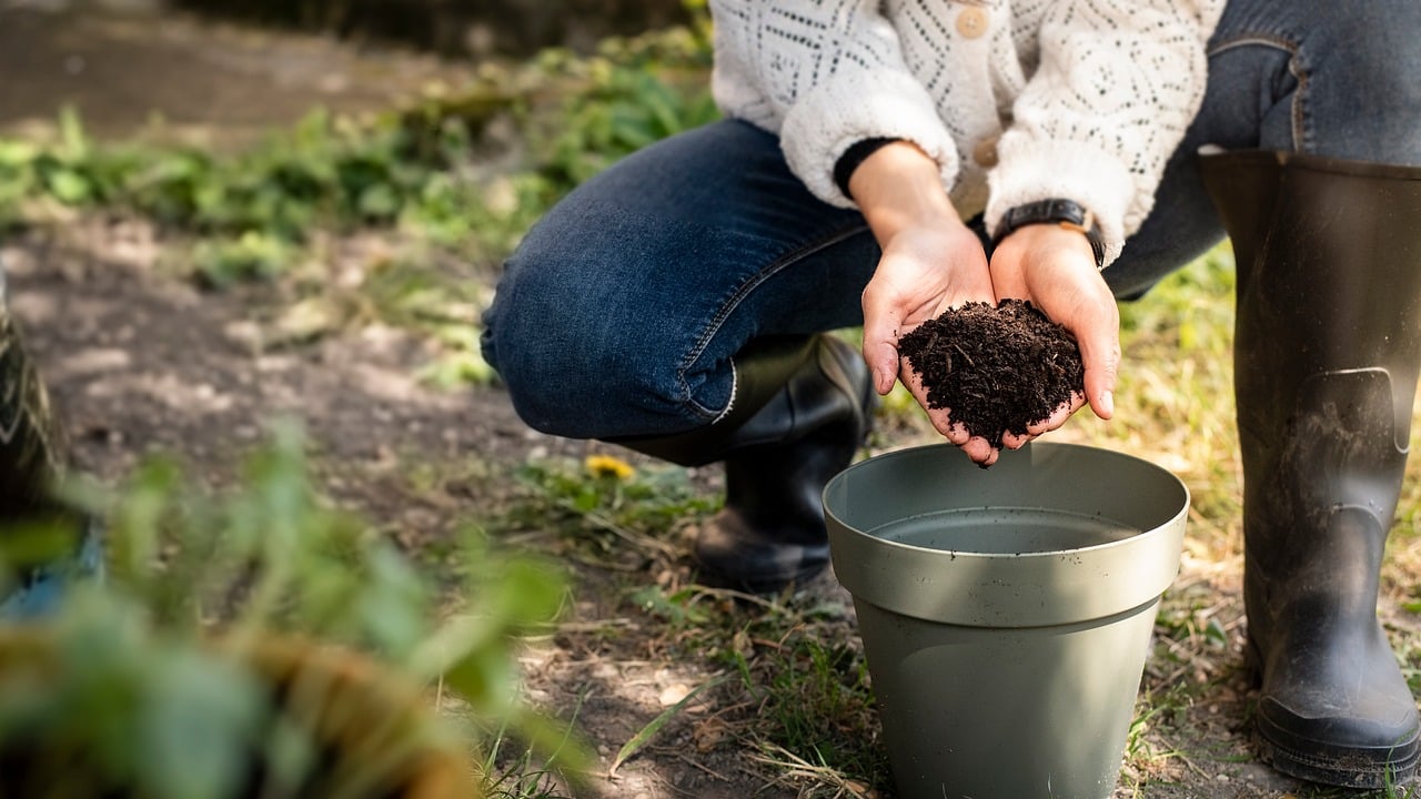 Scossa di caffè versata nel terreno per concimare le piante in modo naturale.