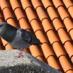 Piccioni su un balcone, con soluzioni per tenerli lontani in un contesto urbano.