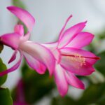 Cactus di Natale fiorito con fiori rossi su sfondo verde, simbolo di bellezza in inverno.