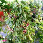 Bicarbonato di sodio in giardino per potenziare la crescita delle piante e combattere malattie.