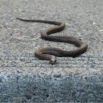 Bisce nel giardino: potenziali rischi e precauzioni da adottare.