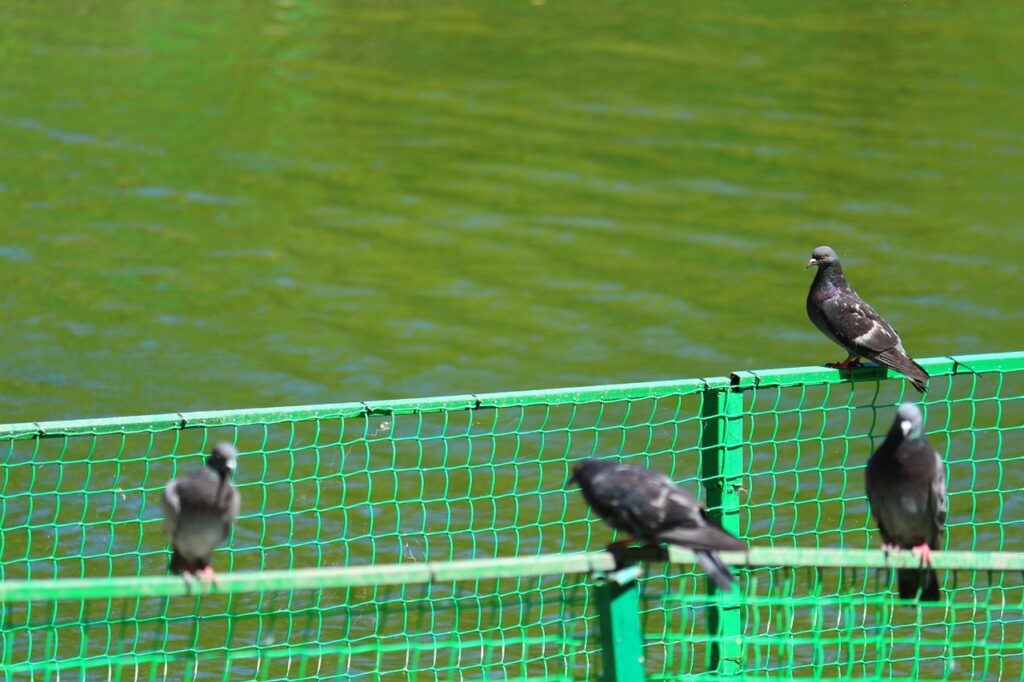 Come usare i colori per allontanare i piccioni senza disturbare altre specie utili