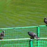 Immagine che mostra colori vivaci utilizzati per allontanare i piccioni in un ambiente urbano.