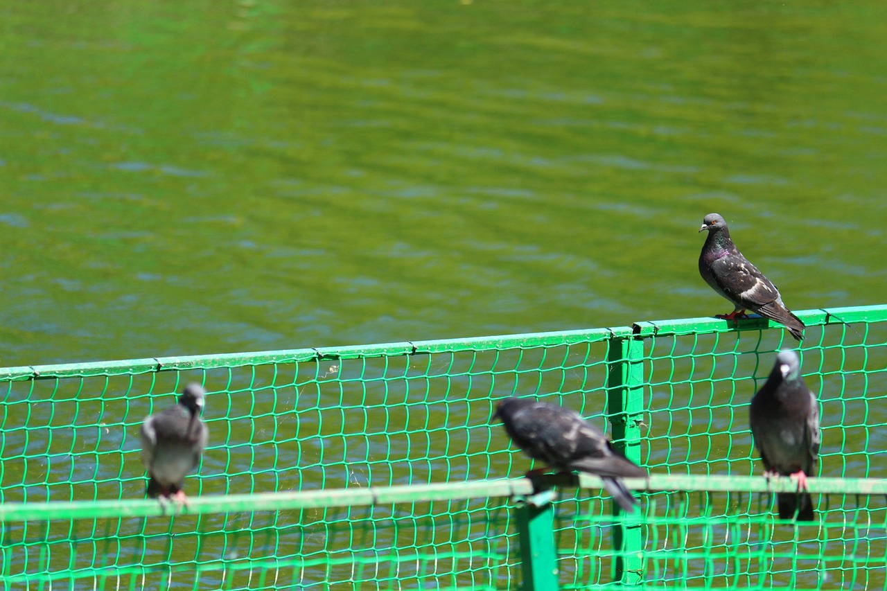 Immagine che mostra colori vivaci utilizzati per allontanare i piccioni in un ambiente urbano.
