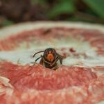 Calabrone allontanato da un giardino con metodi naturali e sostenibili.