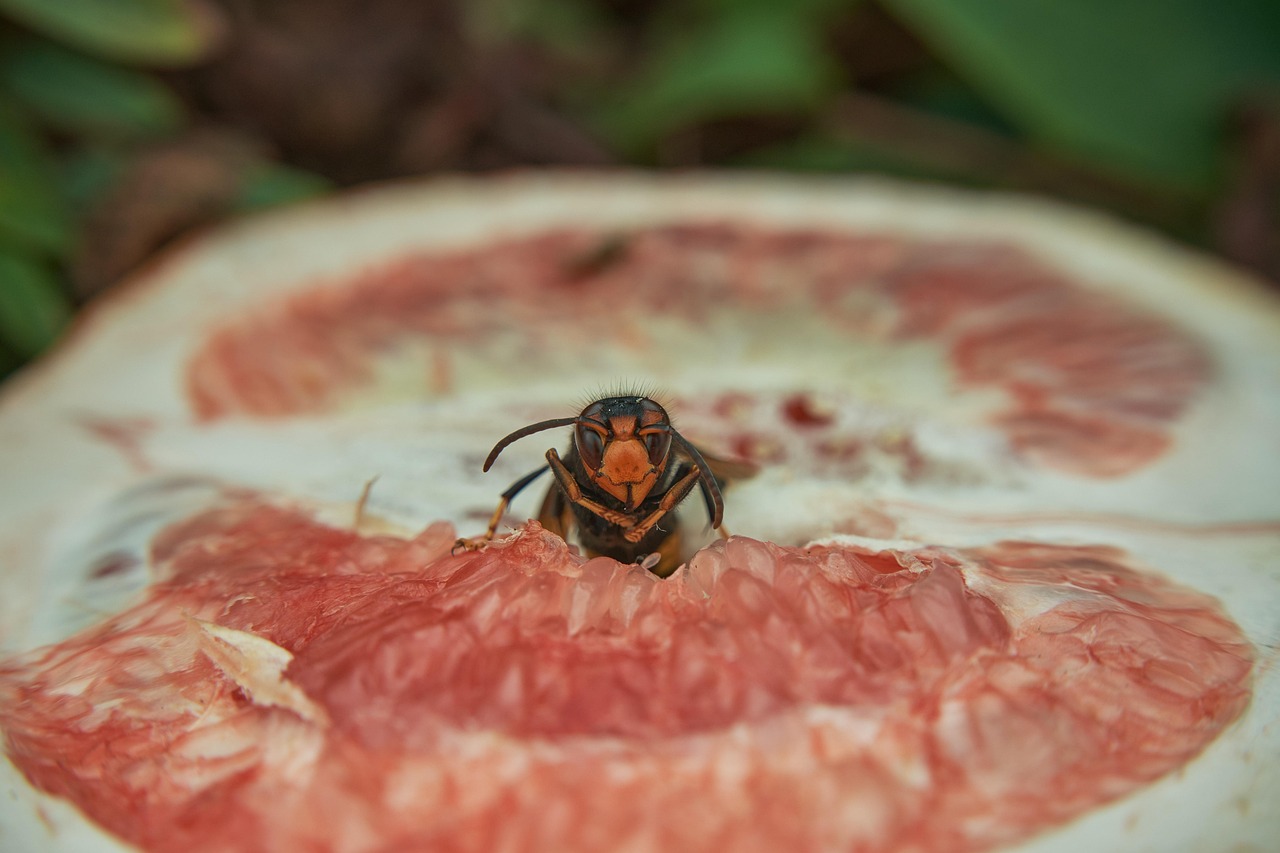Calabrone allontanato da un giardino con metodi naturali e sostenibili.