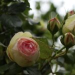 Rosa profumata e resistente, ideale per la coltivazione nel 2026, senza necessità di cure particolari.