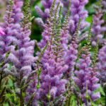 Aiuola fiorita con piante perenni che richiedono poca manutenzione e fioriscono tutto l'anno.