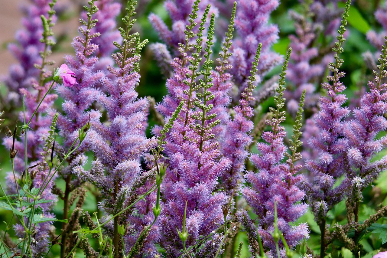 Aiuola fiorita con piante perenni che richiedono poca manutenzione e fioriscono tutto l'anno.