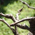 Vigna potata con errori evidenti, mostrando rami danneggiati e crescita irregolare.