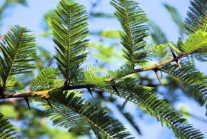 Albero da giardino con cartello di avviso, evidenziando i rischi della sua piantagione.