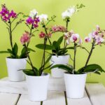 Orchidee annaffiate con la tecnica giapponese, mostrando metodi di irrigazione innovativi.