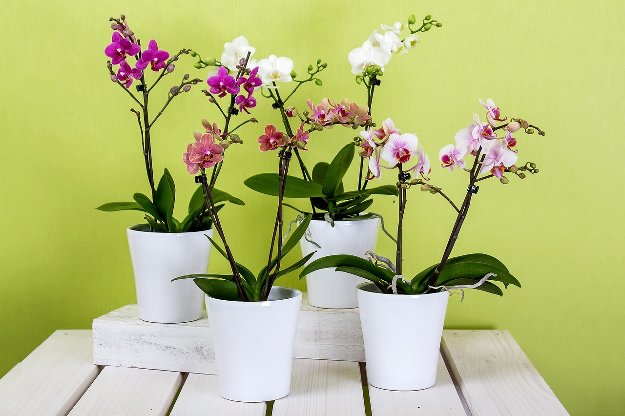 Orchidee annaffiate con la tecnica giapponese, mostrando metodi di irrigazione innovativi.