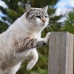 Gatto che gioca su un divano, mentre un proprietario mostra un metodo per proteggerlo dai graffi.